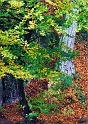 arbre 25_10_08 n03bis